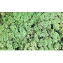 KERANOVA MUSGO VERDE MENTA 25G 602525